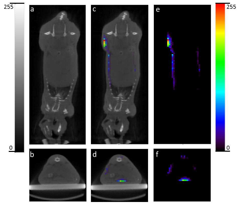 In vivo experiments